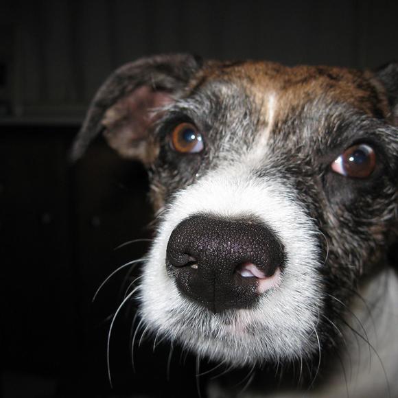 Meet your Posher, Robert - Picture 1 of 1